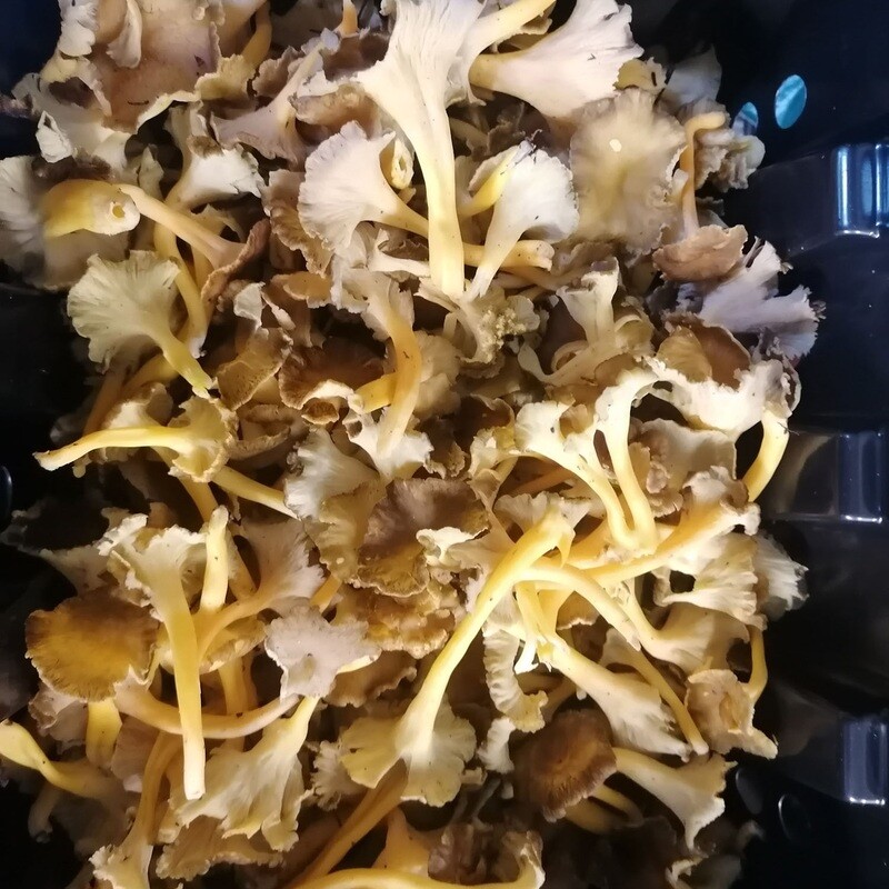 Golden Chanterelle