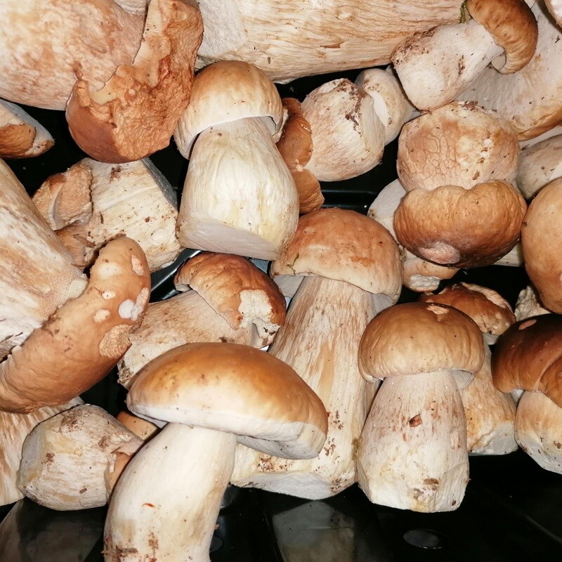Ceps/Porcini/Penny Buns