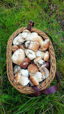 Mushroom Foraging Glen of Aherlow, Co Tipperary
8th October