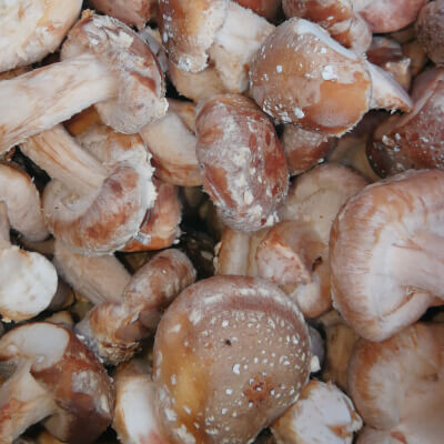 Fresh Shiitake Mushrooms
