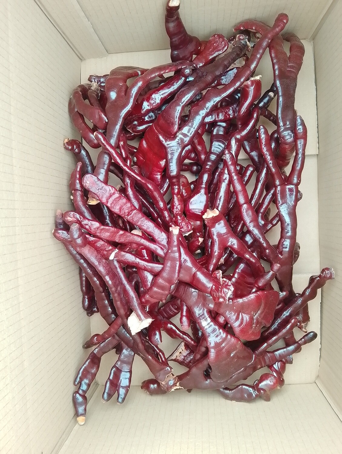Fresh Dried Whole Reishi Antlers