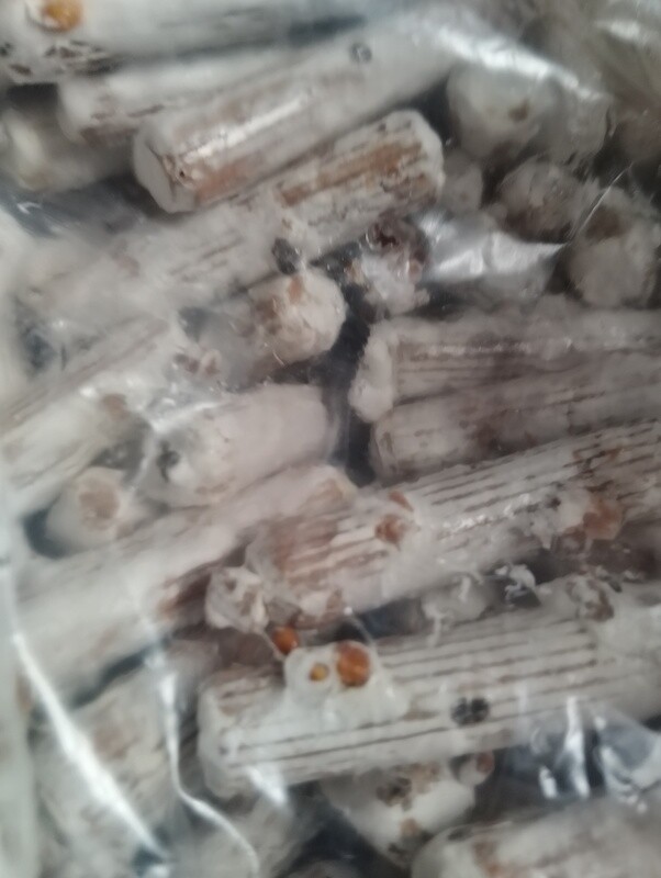 Grey Oyster Mushroom Wooden Dowels