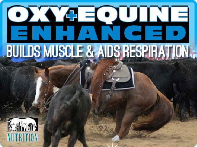 OXY+EQUINE ENHANCED - Build Muscle &amp; Aid Respiration Equine Supplement - 23lb Bag - Treats 1 horse/3 months
