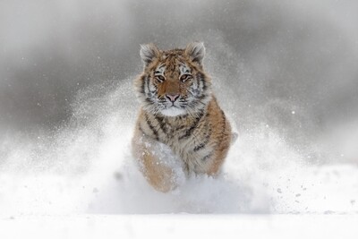 Tijger in de sneeuw 135 x 90 cm