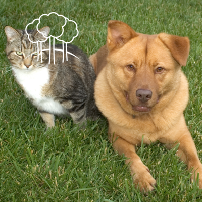 Pet Treatments and Accessories
