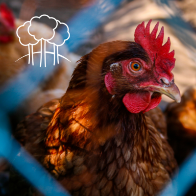 Poultry Products