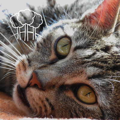 Cat Food