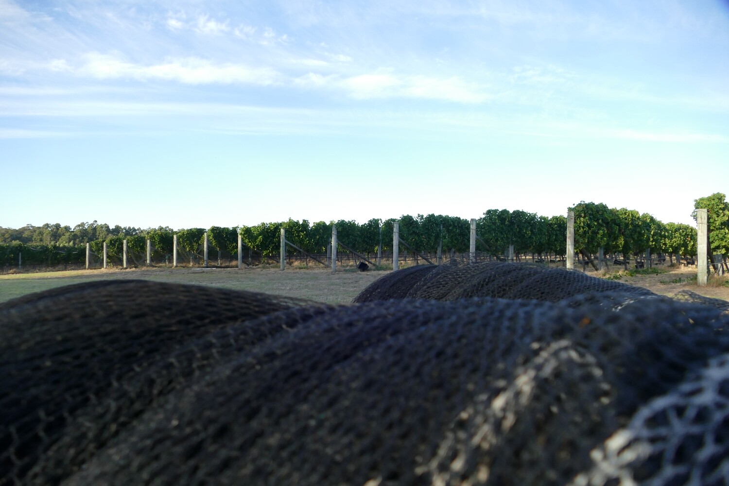 Birdnetting, 45gsm, 13m x 100m, Black