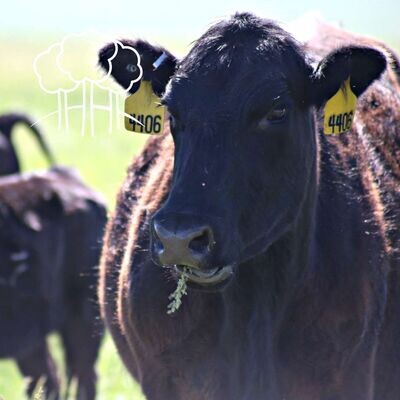 Livestock Feed