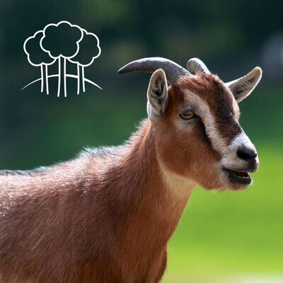 Goats and Alpaca Feed