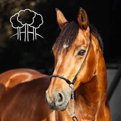 Equine Feed