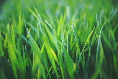 Lawn Care