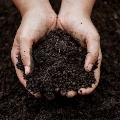 Plant Nutrition