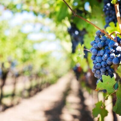 Crop Protection