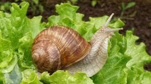 Molluscicides