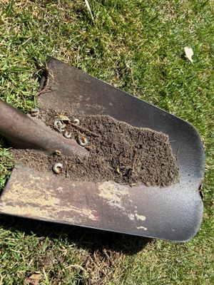 Black Beetle Control