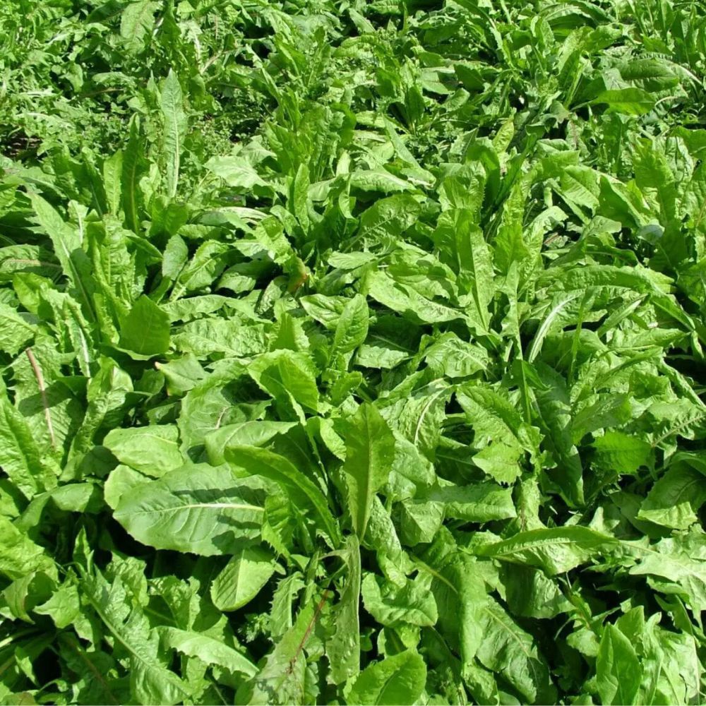Alternative Seeds