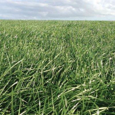 Pasture Fertiliser