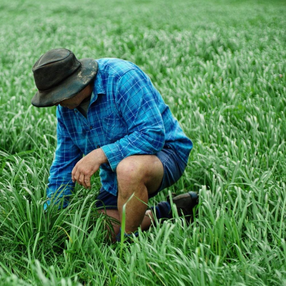 Seasonal Pasture Fertiliser