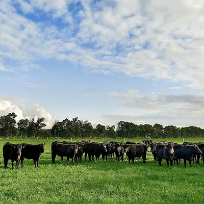 Super Pasture Fertiliser