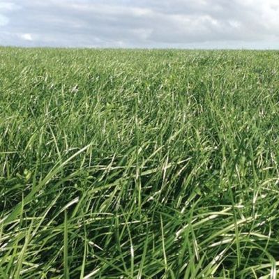 Econo Basic Pasture Fertiliser Range