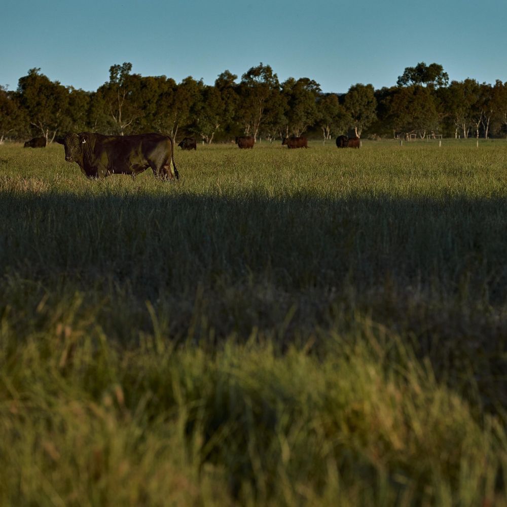TEK Phos Pasture Fertiliser