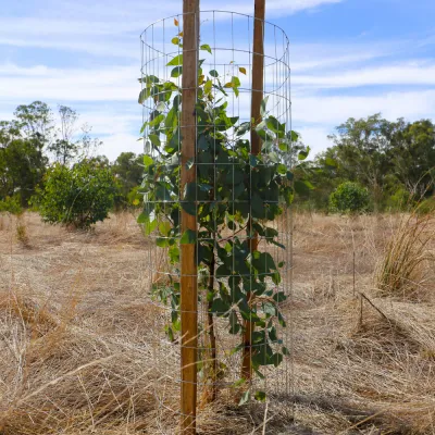 Mesh Kangaroo Tree Guard