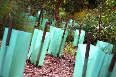 Tree Guards