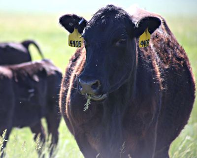 Livestock Management
