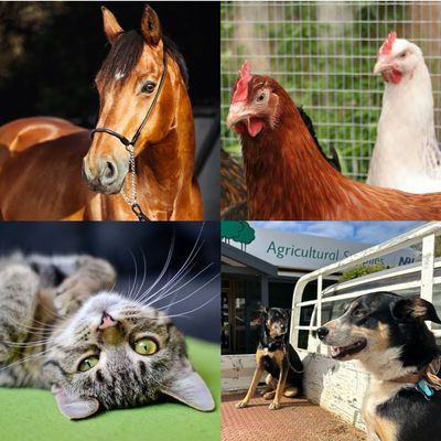 Pets & Equine