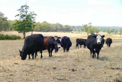 Cattle - Vitamins, Vaccines and Drenches + Hardware