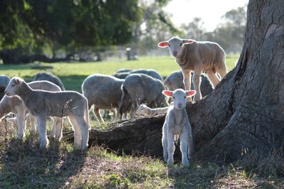 Sheep - Vitamins, Vaccines and Drenches + Hardware