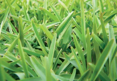 Sapphire Buffalo Turf