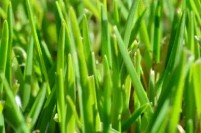 Kenda Kikuyu Turf