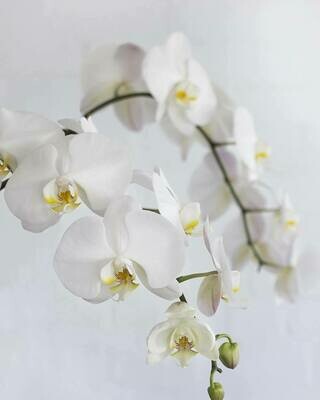 White Phalaenopsis
