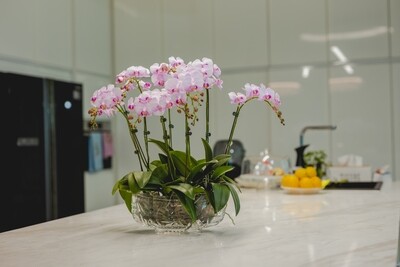 Mini Phalaenopsis