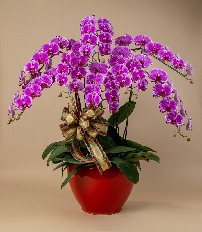 Premium Phalaenopsis