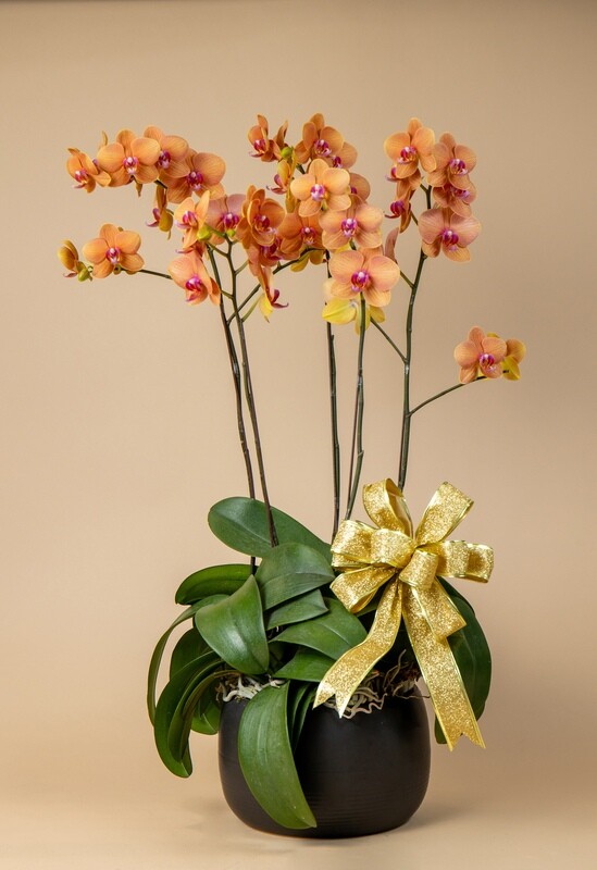 EXOTIC Phalaenopsis