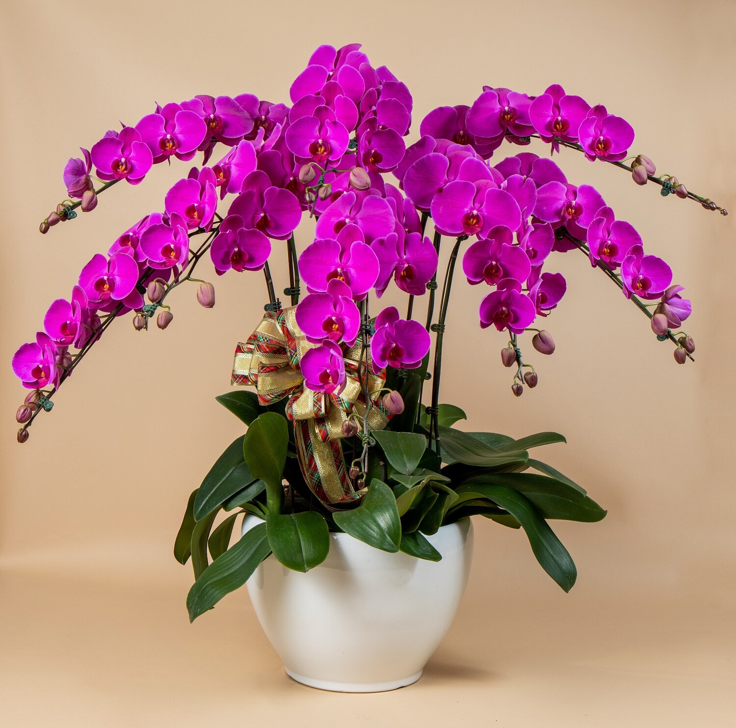 Purple ( 8 in 1 )