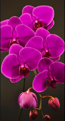 Purple Phalaenopsis