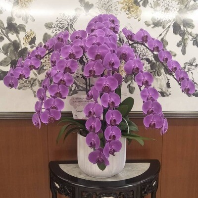 MONTHLY ORCHID SUBSCRIPTION