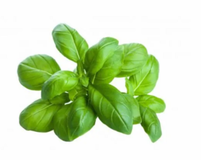 Basilico Busta 50g