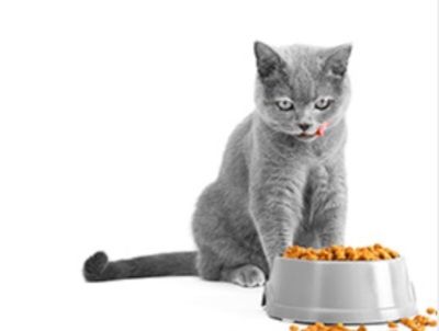 🧡 Alimenti per Gatti