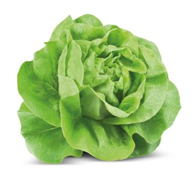 🧡 LATTUGA TROCADERO al Pz