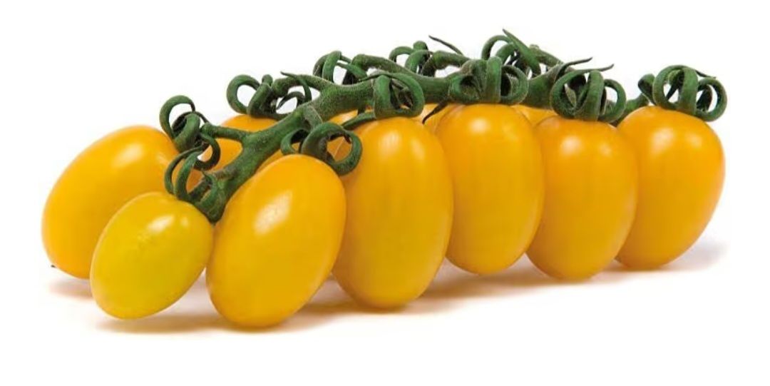 🧡 Pomodoro Datterino Giallo 250g