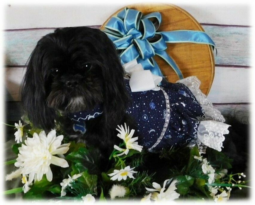 Celestial Doggie Dress