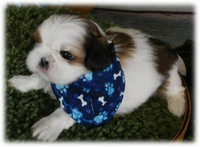 Dog Gone Bone Doggie Bandana