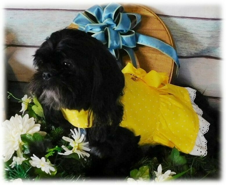 Buttercup Doggie Dress