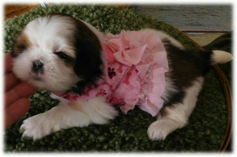 Lillington Doggie Harness