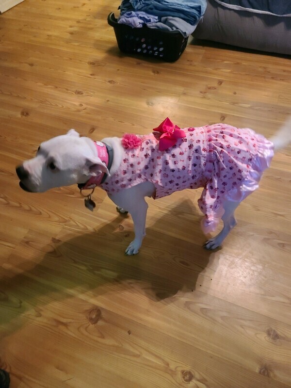 Pretty Pit in Pink